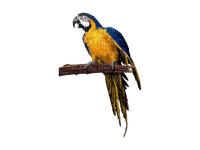 Parrot birds bp - 無料png