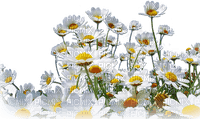 soave deco flowers field border daisy white - gratis png