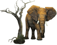 elephant - zdarma png
