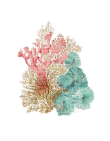 coral reef - nemokama png