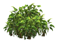 plantas - png grátis