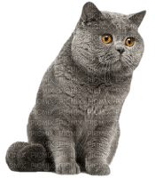 british shorthair CATS  chat😻😸