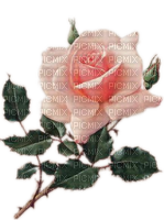 Rose, Knospen - ilmainen png