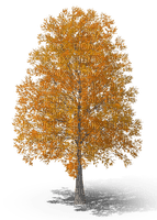 tree - besplatni png
