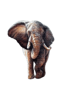 éléphant - png gratuito