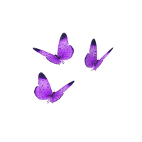 Papillons - PNG gratuit