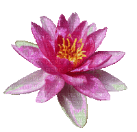 pink water lily glitter - Free animated GIF