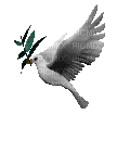 colomba2 - Darmowy animowany GIF