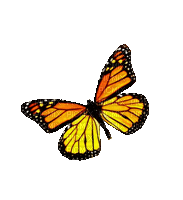 papillon orange soleil - GIF animé gratuit
