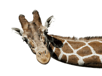girafe - ilmainen png
