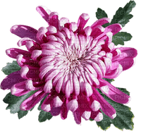 kukka fleur flower - ilmainen png