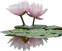 water lily - PNG gratuit