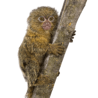 pygmy marmoset - zadarmo png