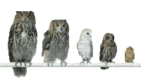 owls - Free animated GIF