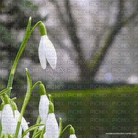 Background Snowdrop - Gratis animeret GIF