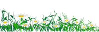 daisy flower border marguerite fleur - PNG gratuit