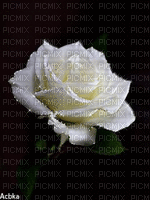Rosa blanca - Darmowy animowany GIF