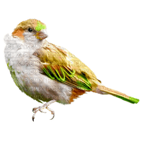 patymirabelle oiseau - nemokama png