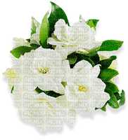 gardenia Nitsa Papacon - фрее пнг