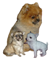 Chihuahua/Pomeranian - безплатен png