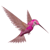 hummingbird - δωρεάν png