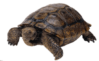 kilpikonna, turtle - nemokama png