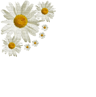 fleur-marguerite - GIF animé gratuit
