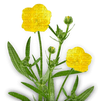 printemps fleur buttercup flower - Free PNG