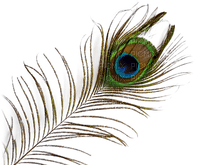 Peacock feather - png gratuito