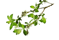 branch by nataliplus - zdarma png