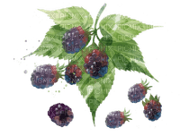 mulberries Bb2 - Free PNG