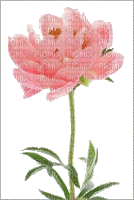 Pfingstrose, rosa, Blume - Ingyenes animált GIF