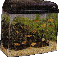 Vis aquarium - GIF animé gratuit