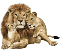 löwe lion - png gratis
