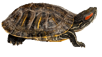 Turtle GIF 999999999 Mil - Darmowy animowany GIF