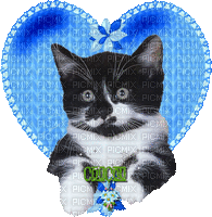 mon coeur de chaton - GIF animasi gratis