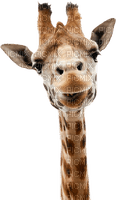 Kaz_Creations Giraffe - zdarma png