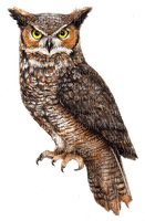 Kaz_Creations Bird Owl - δωρεάν png