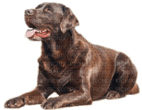 dog by nataliplus - png ฟรี