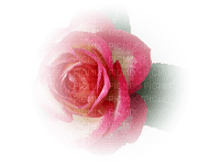 tube rose - png grátis