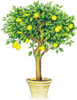 soave deco lemon  fruit summer tree  vase - PNG gratuit
