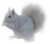 Kaz_Creations White Squirrel - zdarma png