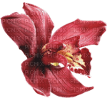 Цветок - PNG gratuit