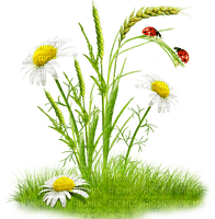 Daisies.White.Yellow - δωρεάν png