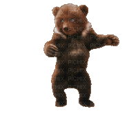 bear bär milla1959 - Besplatni animirani GIF
