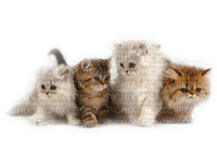 gatos dubravka4 - PNG gratuit