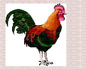 rooster - Bezmaksas animēts GIF