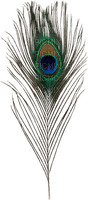 Peacock Feather - Free PNG