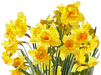 Flowers yellow bp - png gratis
