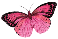 butterfly  Bb2 - PNG gratuit